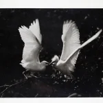 郎靜山（1892－1995）雙鷺展翅