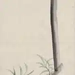 陳進（1907－1998）夜鷺