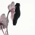 張大千（1899－1983）芋