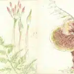 陳永森（1913－1997）寫生雜錄