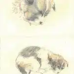 陳永森（1913－1997）寫生雜錄