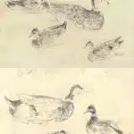 陳永森（1913－1997）寫生雜錄