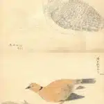 陳永森（1913－1997）寫生雜錄