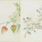 陳永森（1913－1997）寫生雜錄