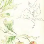 陳永森（1913－1997）寫生雜錄
