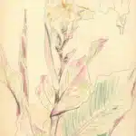 陳永森（1913－1997）寫生雜錄